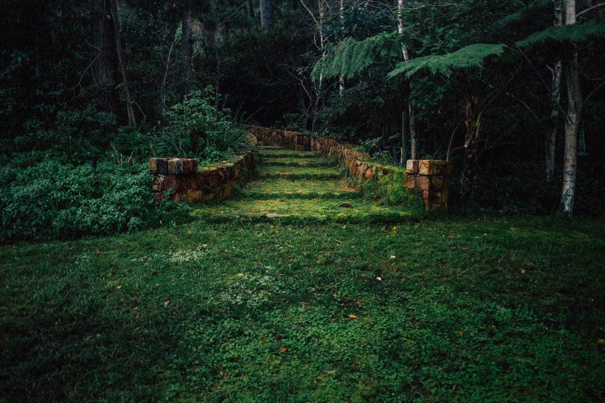 Moss-covered stone steps leading upward through dense green forest